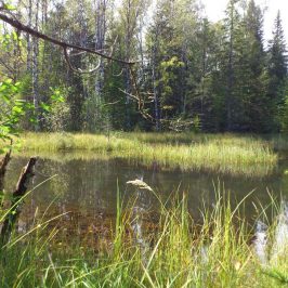 View Near Bäverhyttan, Alderängarna